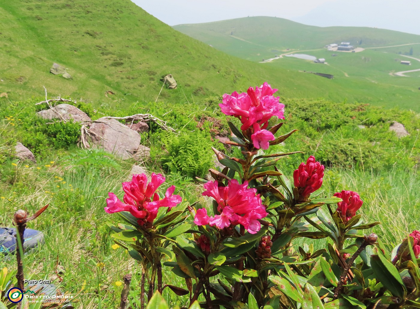 71 Rhododendron ferrugineum (Rododendro rosso).JPG